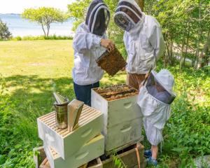 Sustainable Beekeeping Practices