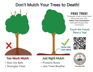 Don't Mulch Your Trees to Death!