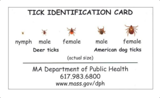Tick ID Chart