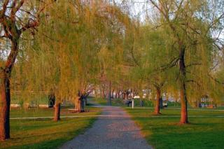Willow trees lining a pathway