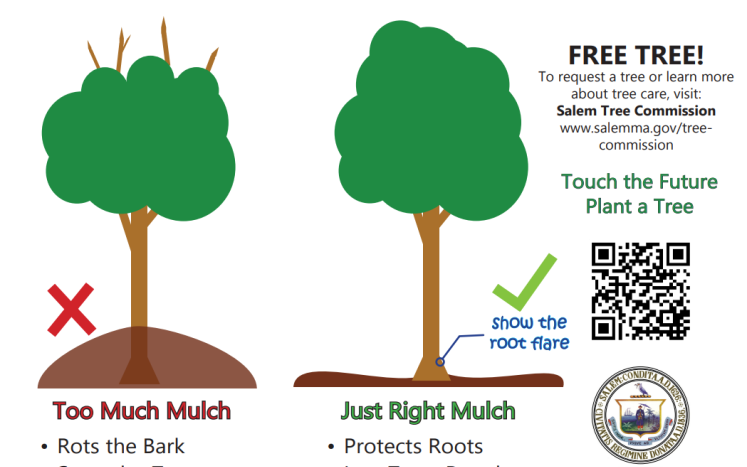 Don't Mulch Your Trees to Death!
